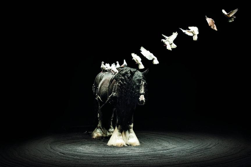 Ex Anima theâtre équestre Bartabas